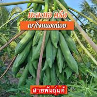 ราคา เมล็ดมะละกอ ครั่ง ส้มตำกรอบลูกดก 30 เมล็ด (14208832568)