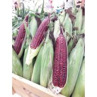 ราคา 100 เมล็ด 80 บาท เมล็ดพันธุ์ข้าวโพดหวานสีแดงราชินีทับทิมสยาม ทานสด ของแท้ 100 Dr Pek (11804214301)