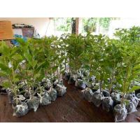 ราคา ต้นเบาบับ สายพันธุ์เเท้จากเเอฟริกา บรรจุ12ต้น สูง 40เซนขึ้นไป (15015239164)