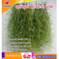 ราคา เคราฤาษี หนวดฤาษี ต้นเคราฤาษี ไม้รากอากาศ พร้อมลวดแขวน ดักฝุ่น PM 2 5 ม่านบังแดด ดูดความชื้นภายในบ้าน เลี้ยงง่ายขยายพันธุ์เร็ว (11292908184)