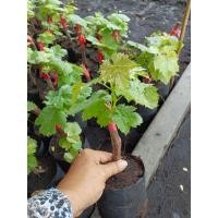 ราคา ต้นพันธุ์องุ่น กิ่ง ตอน พันธุ์ แบล็คโอปอล์ (12461760764)