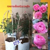 ราคา กุหลาบเลื้อยบัวบานเย็น ดอกดกดอกสวยดอกหอมมาก (11780876951)