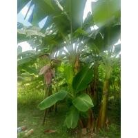 ราคา หน่อกล้วยพระราชทานพระเทพฯ น้ำว้าพันธุ์เตี้ย 1หน่อ (9566377990)