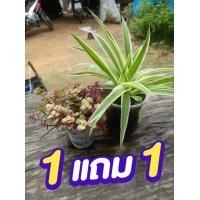 ราคา ต้นเศรษฐีเรือนนอก ต้นริบบิ้นชาลีสีทอง ซื้อ1แถม1 ต้นไม้ฟอกอากาศ ต้นไม้เเขวน ต้นไม้มงคล ขนาดกระถาง 4 นิ้ว สวยงาม ปลูกง่าย ดูเเล่งาย (13004806866)