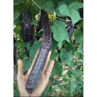 ราคา เมล็ดพันธุ์ ถั่วพูยักษ์ ถั่วพูยาว ม่วง Giant Winged Bean Seed บรรจุ 3 เมล็ด (7919617151)
