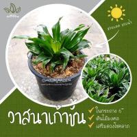 ราคา ต้นวาสนาเก้าชั้น กระถาง 6 นิ้ว ต้นไม้มงคล เสริมดวงโชคลาภ การเงิน ใบจะขึ้นวนเป็นช่อสวยงาม ต้นไม้ฟอกอากาศ ต้นไม้ปลูกในบ้าน ดี (14251183962)