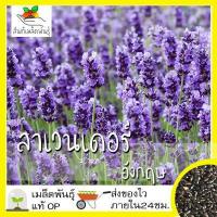 ราคา เมล็ดพันธุ์ ลาเวนเดอร์ อังกฤษ 200 เมล็ด English Lavender Seed เมล็ดพันธุ์แท้ นำเข้าจากต่างประเทศ ปลูกผัก สวนครัว ถูกดี (4450956693)