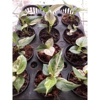 ราคา โชคเก้าชั้นด่าง ไม้เพาะเมล็ด กระถาง3นิ้ว ด่างไม่ต้องรอลุ้น (9870627788)