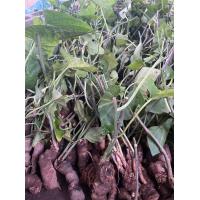 ราคา ผักสาบ เหง้าผักสาบ ผักอีนูน เหง้าผักอีนูน 10 เหง้า 140 บาท (8808441538)