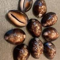 ราคา ยกถุง 5 ชิ้น เปลือกหอยเบี้ยแก้น้ำตาลลาย ขนาด2 5 2 8Cm เปลือกหอยเบี้ย แก้ร้ายกลายเป็นดี (6245698029)