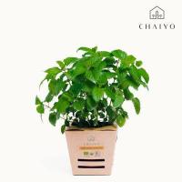 ราคา ต้นเลมอนบาล์ม ออร์แกนิค Organic LEMON BALM กระถาง 4 นิ้ว (2587308615)