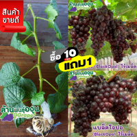 ราคา กิ่งพันธุ์องุ่น แบล็คโอปอ Black Opal ไร้เมล็ด (6610526431)