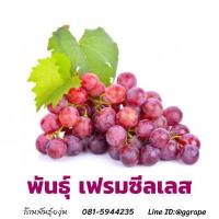 ราคา กิ่งพันธุ์องุ่น เฟรม ซีดเลท ไร้เมล็ด Flame Seedless (3629432612)