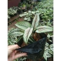 ราคา คล้าขุนแผนเรียกทรัพย์ หรือ คล้าขุนแผนเรียกเงิน เป็นไม้มงคลมีความหมายความเชื่อทางด้านเมตตามหานิยม เรียกทรัพย์ ช่วยเรื่องค้าขาย (9712411719)