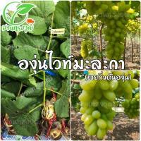 ราคา องุ่นไวท์มะละกา กิ่งตอนตอป่าติดตา แท้ ซื้อ5กิ่งแถมฟรี1กิ่ง (12147031004)