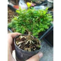 ราคา หลินซาน ม่วงเจริญ กระถาง 6 บอนไซ ต้นไม้แคระ ต้นไม้จิ๋ว เพรมน่าไต้หวัน เพรมน่าใต้หวัน หมากเมเปิ้ล สนดำ เมเปิ้ล (13165919810)