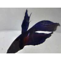 ราคา ปลากัด คาวเทล ปลากัดหม้อ ปลากัดจีน สุ่มสี อายุ 3 เดือน (16421386127)