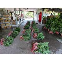 ราคา กิ่งพันธุ์ฝรั่ง กิ่งกิมจู กิ่งตอนฝรั่งกิมจู 100 กิ่ง 1500 บาท (15379237756)