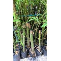 ราคา ต้นกล้าไผ่ด้ามขวาน ไผ่ตัน (9699300876)