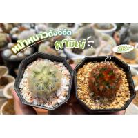 ราคา คามิเน่แดง คามิเน่เหลือง เซตคู่ 99 (16240588631)