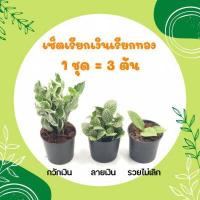 ราคา โปร 10 10 เซ็ตมหาเฮง 1 ชุด 3 ต้น กุมารทองเรียกทรัพย์ รวยโชค เศรษฐีนำโชค เสริมโชคลาภ ร่ำรวย ต้นไม้มงคล ประดับบ้าน ไม้มงคลโชคลาภ ไม้จิว (16166356108)