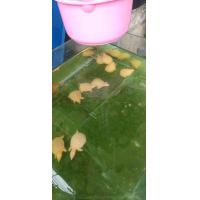 ราคา ตะพาบน้ำเผือกตาแดงเลี้ยงสวยงาม (11778178107)