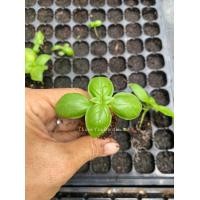 ราคา Buy10 get free 2 ต้นกล้าโหระพาอิตาลี Italian Sweet Basil Baby Plant อายุกล้า25 30วัน พร้อมจัดส่ง 10ต้นแถม 2ต้น (16345382256)