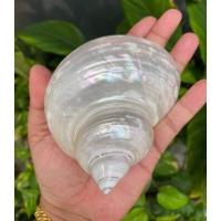 ราคา เปลือกหอยมุกไฟโข่งเขียวขัดมุก ขนาด 10 11 5 CM เปลือกหอยแท้ เปลือกหอยสะสม (3013270983)