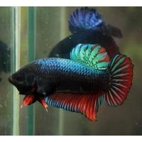 ราคา ปลาหม้อสายกัด แปดริ้ว หัวบ่อหม้อแปดริ้ว หม้อนำเข้า กัดดุมาก ทนมาก หนังเหนียวฟันคม ได้ไปสุดจัดแน่นอน ส่งด่วน รับประกันสินค้า100 (10374799209)