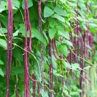 ราคา ถั่วฝักยาวม่วง ถูกที่สุด10บ เมล็ดถัวฝักยาวสีม่วง 5 เมล็ด ปลูกครั้งเดียว อยู้ได้หลายปี ผลดก (13142774959)