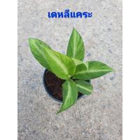 ราคา เดหลีแคระ (10805535449)