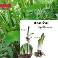 ราคา บอนหวาน พร้อมปลูก บอนแกงใส่หน่อไม้ บอนหวานแกงใส่เห็ด ต้นละ 10 บาท นางหวาน บอนกินได้ (11214124645)