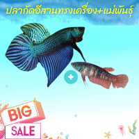 ราคา ปลากัดแพคคู่ ปลากัดอีสานทรงเครื่อง ผู้ เมีย หางใบโพธิ์ สวยๆ ส่งด่วน สินค้ารับประกัน100 อายุ 5 เดือน ตัวเล็กเครื่องใหญ่ (12598278641)