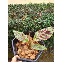 ราคา กล้วยป่าด่างเสือพรานลดพิเศษ โปร2แถม1 ส่งทั้งใบ ทหารพรานสีคมชัด คัดลายสวยๆ สีแดง สีเลือด กล้วยลายเสือพราน ส่งทั้งใบ (10307594992)