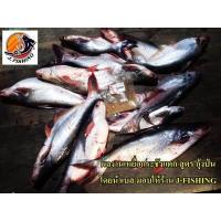 ราคา ไฮเกรด กระชังแตก สูตร กุ้งป่น เหยื่อตกปลา น้ำหนัก 300 กรัม ซอง หัวเชื้อ ใช้ผสม ขนมปัง รำ ตกปลาได้ (15070264908)