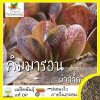 ราคา เมล็ดพันธุ์ ผักสลัด คิมมารอน 1000 เมล็ด Cimmaron Romaine Lettuce Seed เมล็ดพันธุ์แท้100 นำเข้าจากต่างประเทศ ปลูกผัก สวนครัว (3652336608)