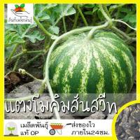 ราคา เมล็ดพันธุ์ แตงโมคิมสันสวีท 30 เมล็ด Crimson Sweet Watermelon Seed เมล็ดพันธุ์แท้100 นำเข้าจากต่างประเทศ ปลูกผัก สวนครัว ราคาถูก (3757656984)