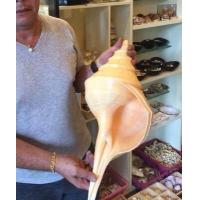 ราคา เปลือกหอยสังข์ยักษ์ออสเตรเลียขนาดใหญ่พิเศษเปลือกหอยสังข์แท้ ขนาด 40 45 CM CM (2369344997)