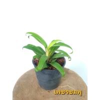 ราคา ต้นเพชรชมพู (9634732613)