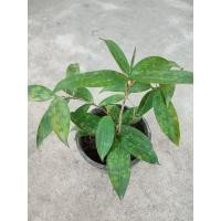 ราคา ไม้แหย่แย้ ว่านเทวบุตร ไม้มงคลประจำบ้าน กระถาง4 (12886854800)