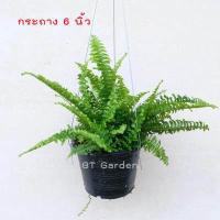 ราคา ต้นเฟิร์นบอสตัน กระถาง 6 นิ้ว ต้นไม้ฟอกอากาศ ดูดสารพิษ พร้อมลวดเเขวน (11796958756)