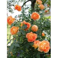 ราคา กุหลาบเลื้อยสีส้มหอมเลดี้ออฟชาล๊อตดอกสีส้มสดสวยมาก (10130201303)