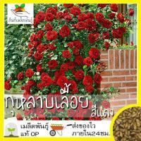 ราคา เมล็ดพันธุ์ กุหลาบเลื้อย กุหลาบ สีแดง 30 เมล็ด Red Rose Seed เมล็ดพันธุ์แท้ นำเข้าจากต่างประเทศ ปลูกผัก สวนครัว ถูกดี (4036800708)