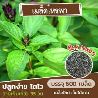 ราคา เมล็ดพันธุ์ โหรพา สมุนไพรประจำบ้าน แบ่งขาย 600 เมล็ด ซื้อ 5 แถม 1 (10225091953)