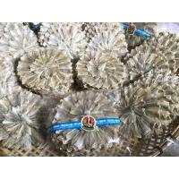 ราคา ขายดี 5 วง ปลากระดี่ตากแห้ง ปลากระดี่วง ปลากระดี่ ร้านคัดปลากระดี่ตัวเล็กมาขายเพราะปลากระดี่ตัวเล็กจะอร่อยกว่าตัวใหญ่ งดดราม่า (4368270169)