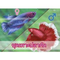 ราคา sale ปลากัด ฮาฟมูน ชุดเพาะปลา กัดฮาฟมูน Halfmoon ผู้ เมีย 1คู่ มีประกัน พร้อมจัดส่ง (16204777391)