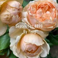 ราคา กุหลาบ มาโซระ หอมฟุ้ง หอมมาก หอมแรง กุหลาบญี่ปุ่น กลีบสวย ดอกซ้อน บานกลมทรงถ้วย สีชมพูอมส้ม เลี้ยงง่ายทนโรค (14815280770)