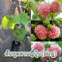 ราคา ต้นพุดตานญี่ปุ่นสีชมพู เป็นไม้พุ่มขนาดกลาง ดอกกลมเป็นพวงสีชมพูสวยมาก เป็นไม้แดด เลี้ยงง่าย (15937468362)