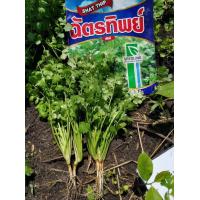 ราคา ผักชีฉัตรทิพย์ 300กรัม80บาท (12461930286)