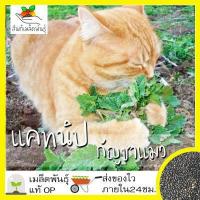 ราคา เมล็ดพันธุ์ แคทนิป กัญชาแมว 1000 เมล็ด Catnip Seed เมล็ดพันธุ์แท้100 นำเข้าจากต่างประเทศ ปลูกผัก สวน ตำแยแมว ต้นแคทนิป (2938998782)